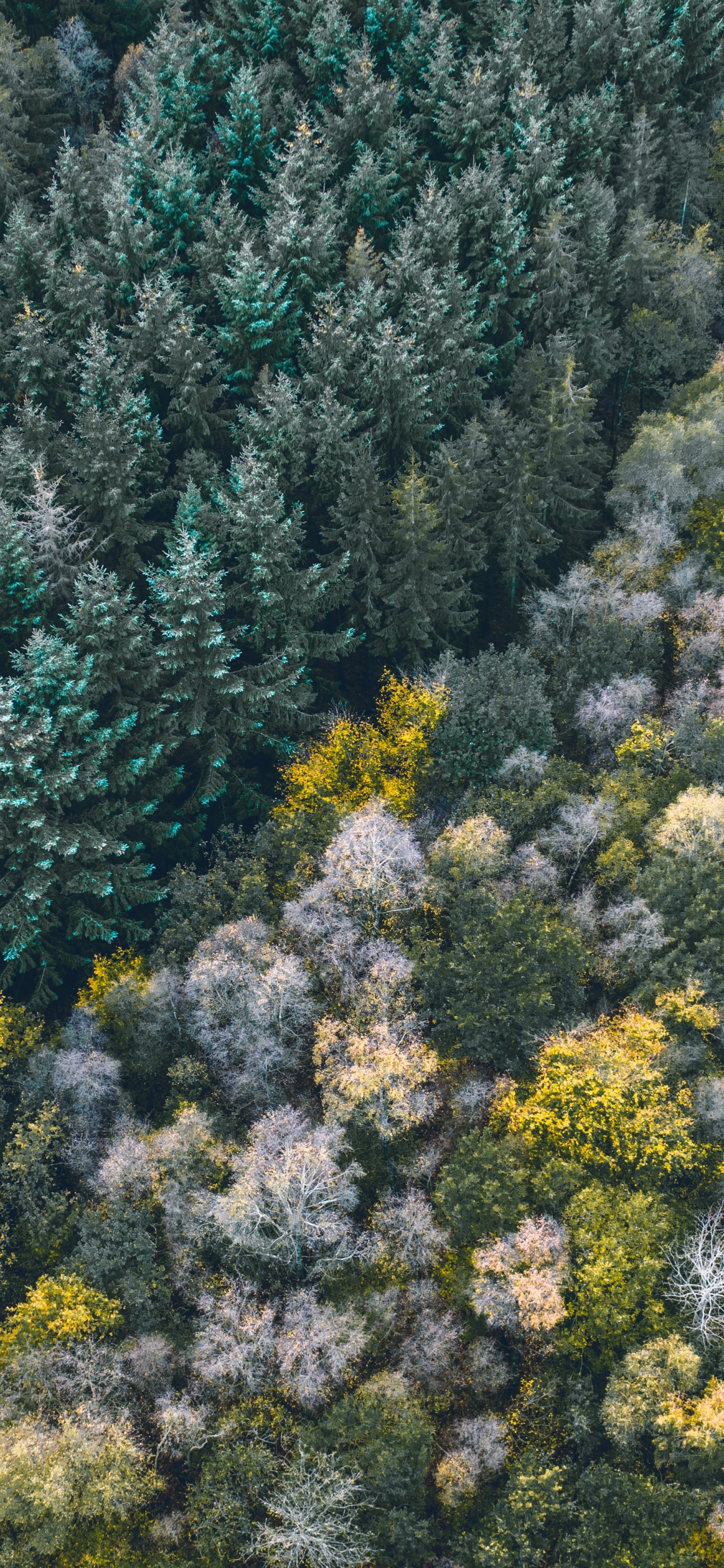 Vegetation, Pflanzen-Gemeinschaft, Subshrub, Wildflower, Chaparral. Wallpaper in 1242x2688 Resolution