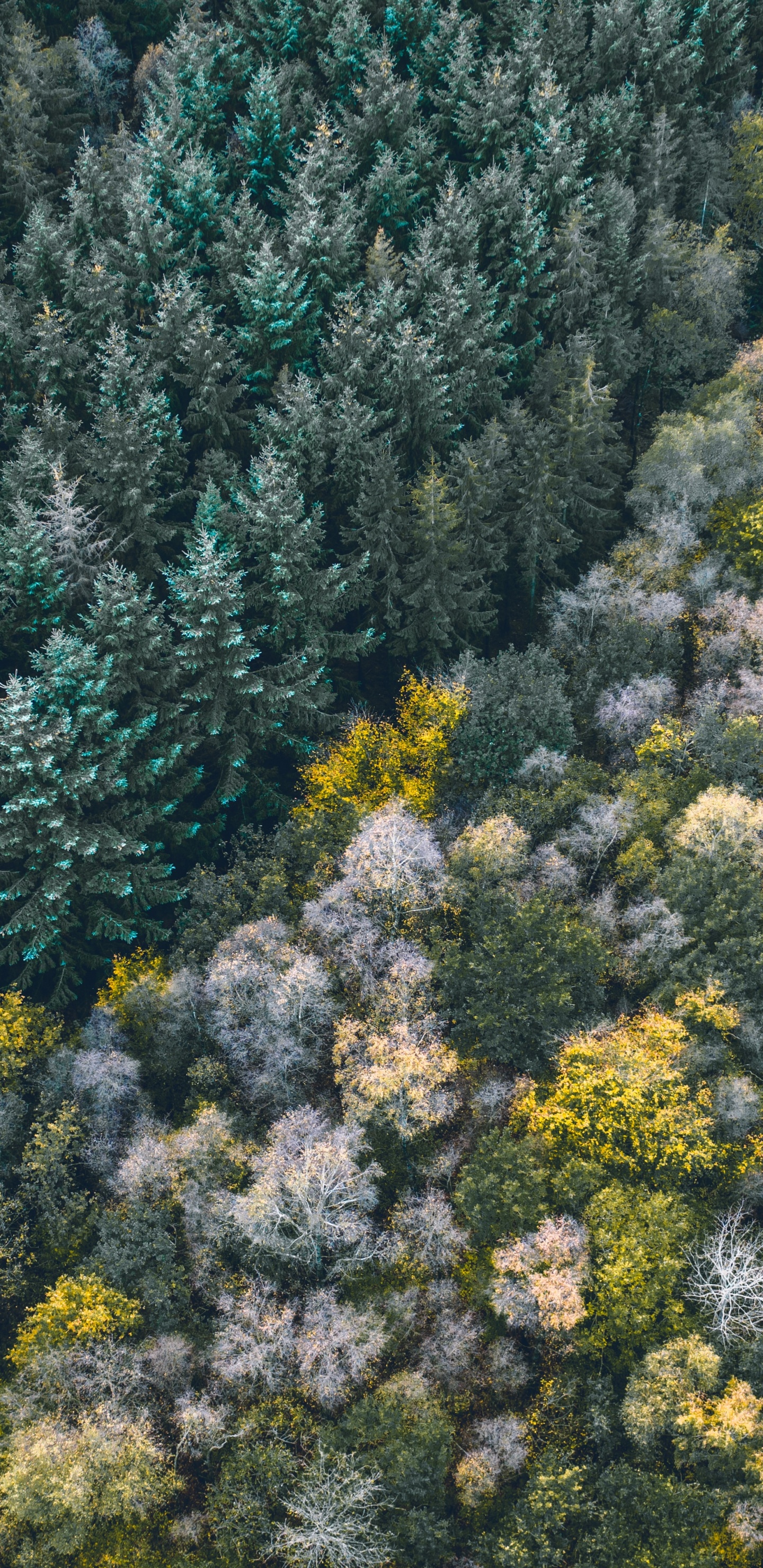 Végétation, Plante de la Communauté, Sous-arbrisseau, Sauvages, Chaparral. Wallpaper in 1440x2960 Resolution