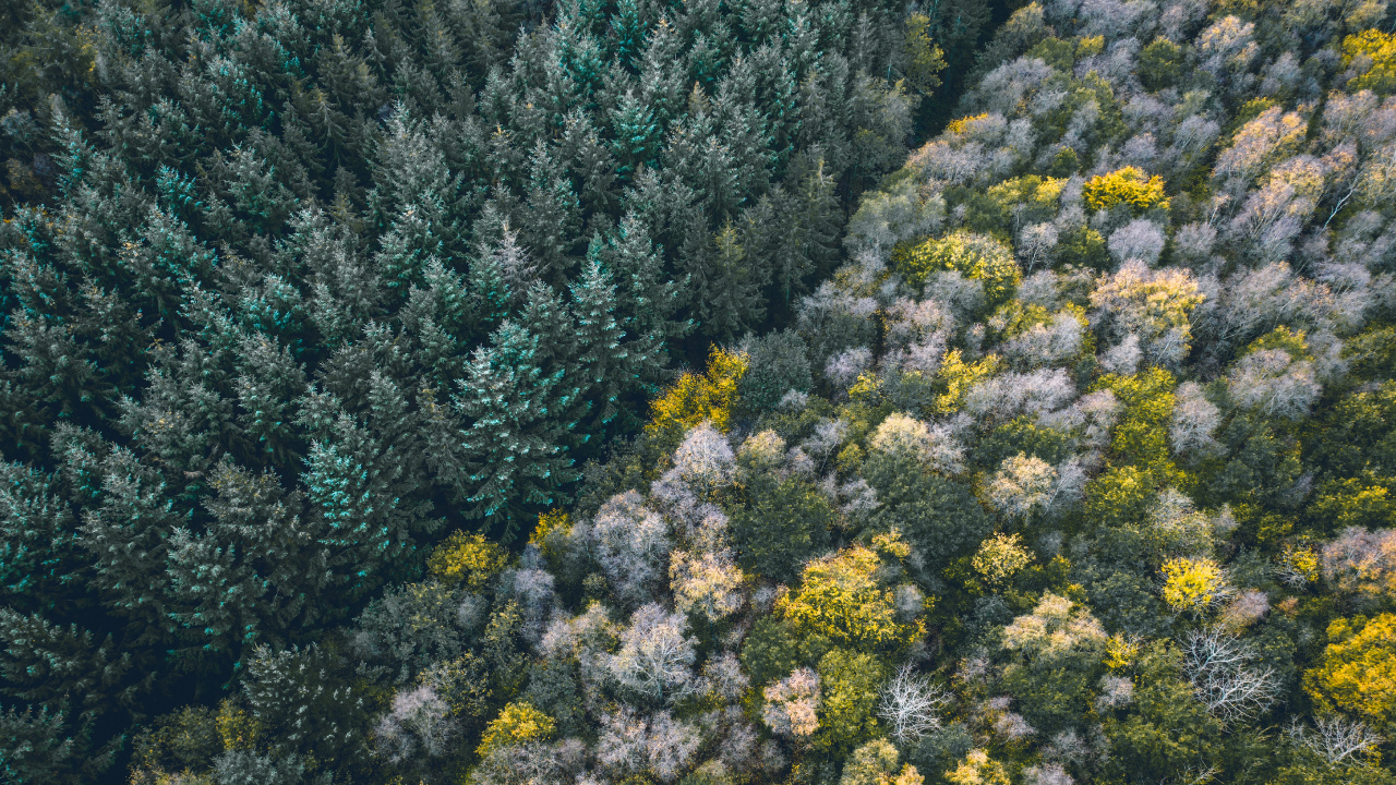 Vegetation, Flower, Plant, Plant Community, Subshrub. Wallpaper in 1280x720 Resolution