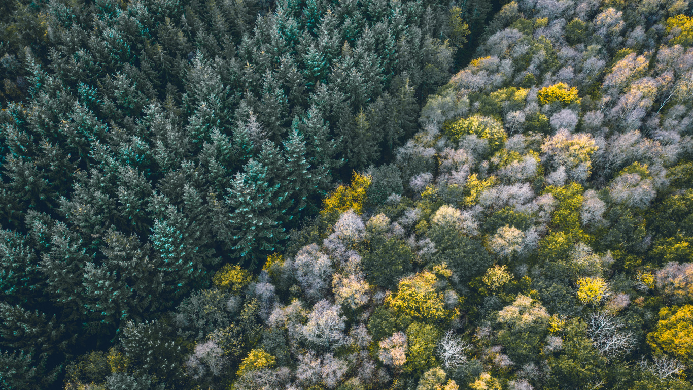 Vegetation, Flower, Plant, Plant Community, Subshrub. Wallpaper in 1366x768 Resolution