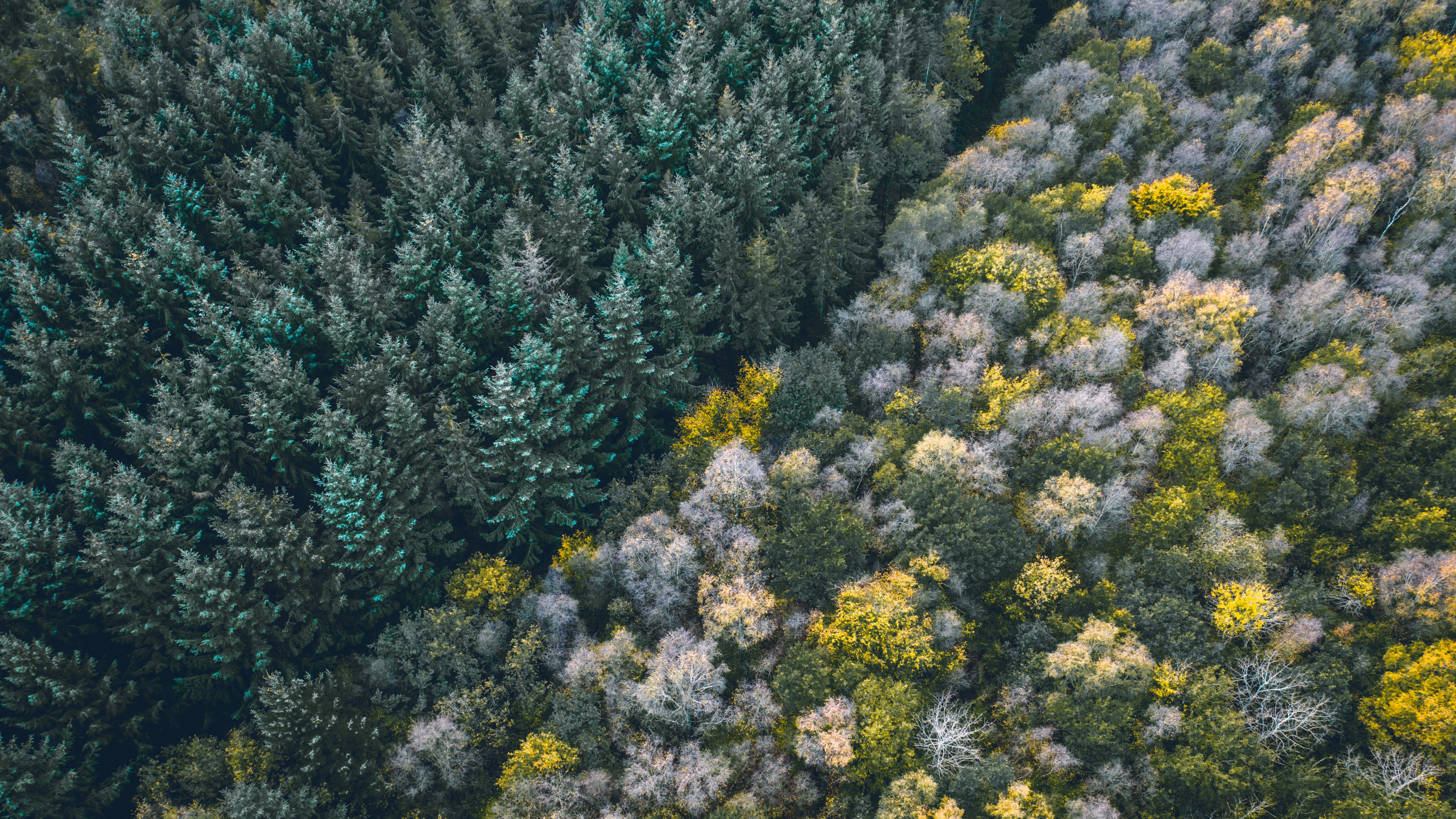 Vegetation, Flower, Plant, Plant Community, Subshrub. Wallpaper in 2560x1440 Resolution