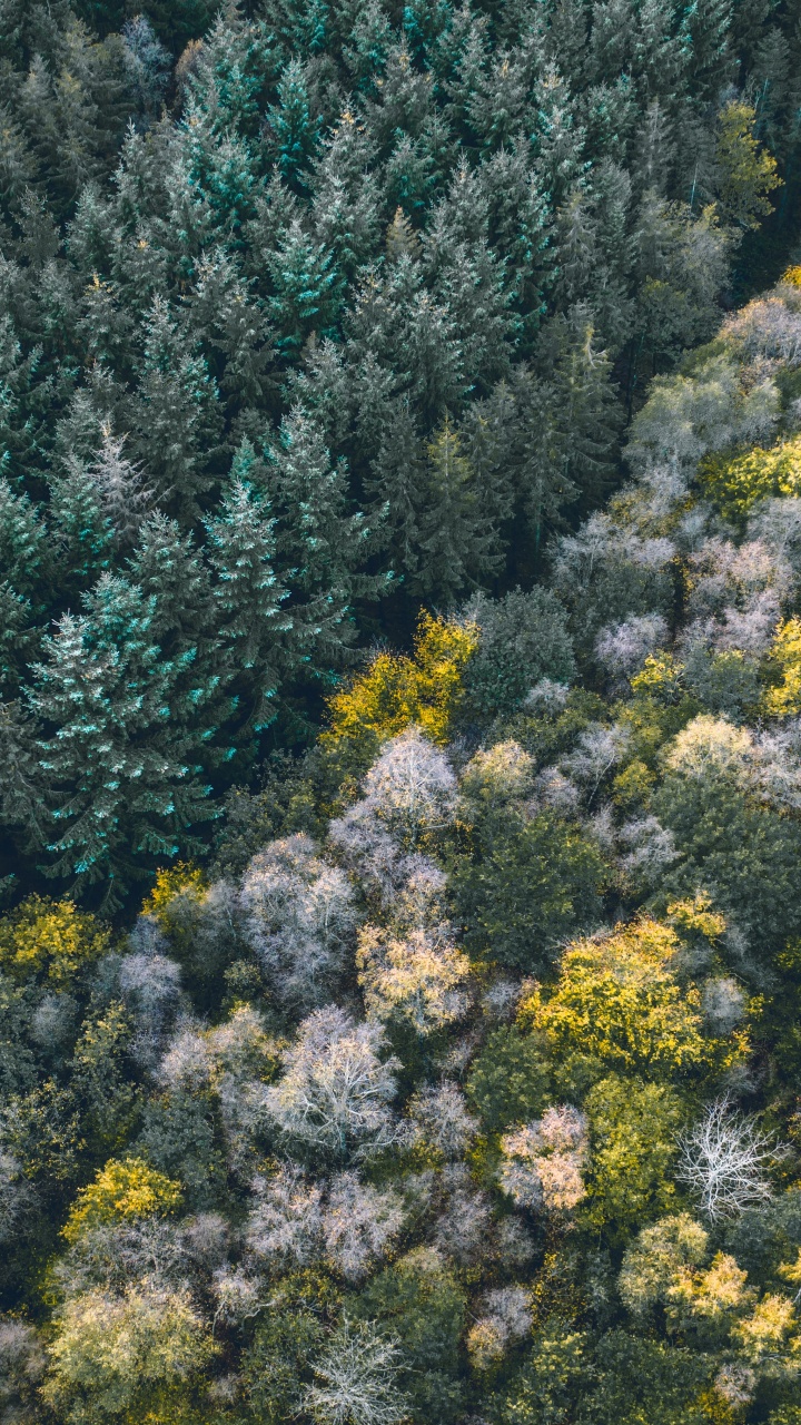 Vegetation, Flower, Plant, Plant Community, Subshrub. Wallpaper in 720x1280 Resolution