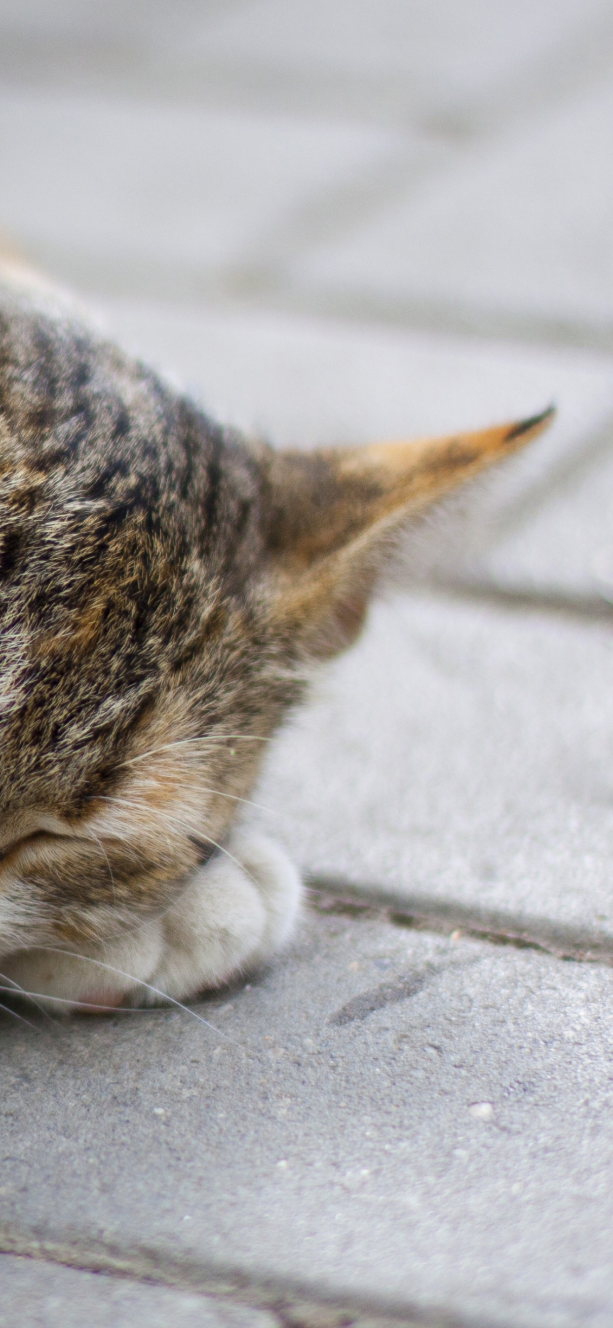Brown Tabby Cat Lying on Floor. Wallpaper in 1242x2688 Resolution