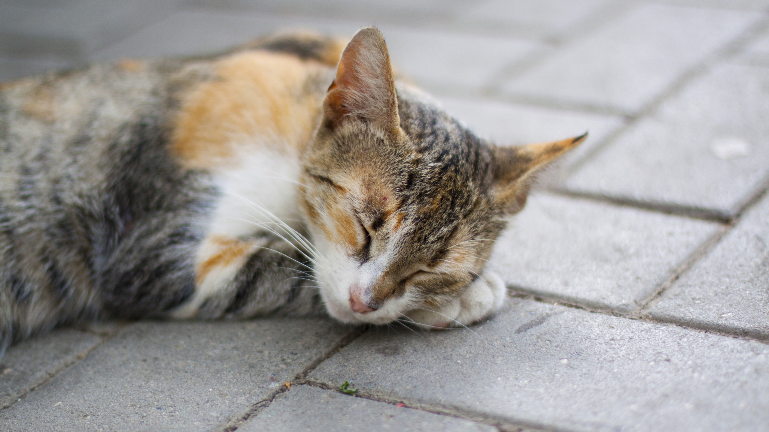 Brown Tabby Cat Lying on Floor. Wallpaper in 2560x1440 Resolution