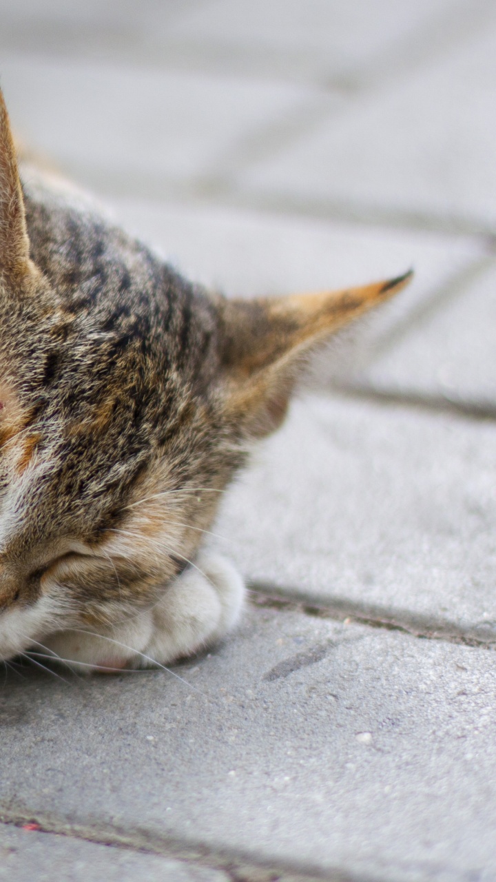 Brown Tabby Cat Lying on Floor. Wallpaper in 720x1280 Resolution