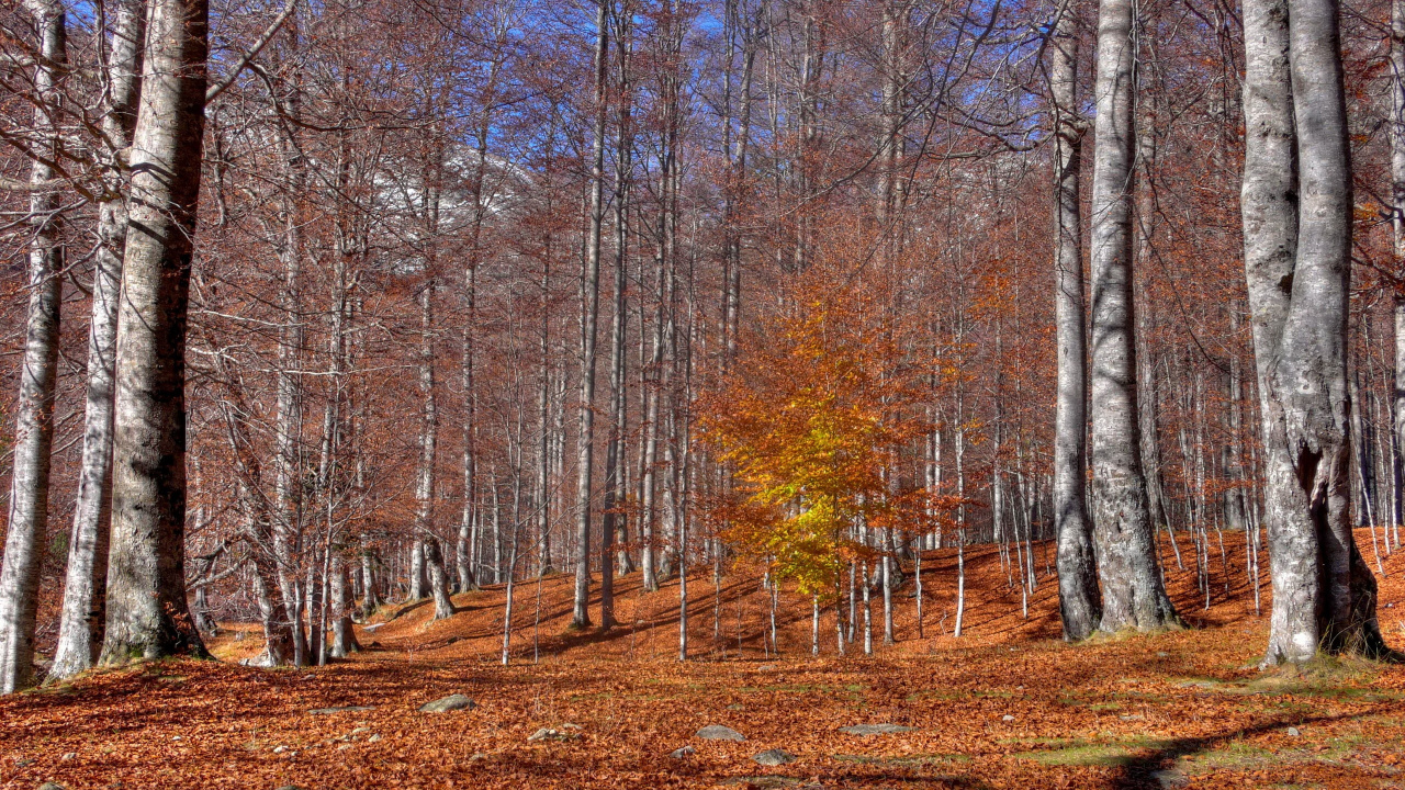 Brown Trees on Brown Field During Daytime. Wallpaper in 1280x720 Resolution