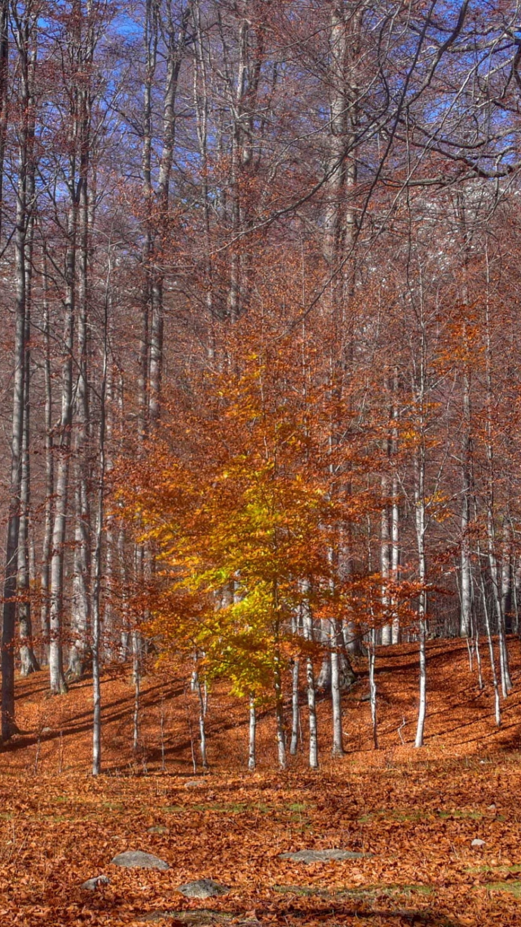 Brown Trees on Brown Field During Daytime. Wallpaper in 750x1334 Resolution