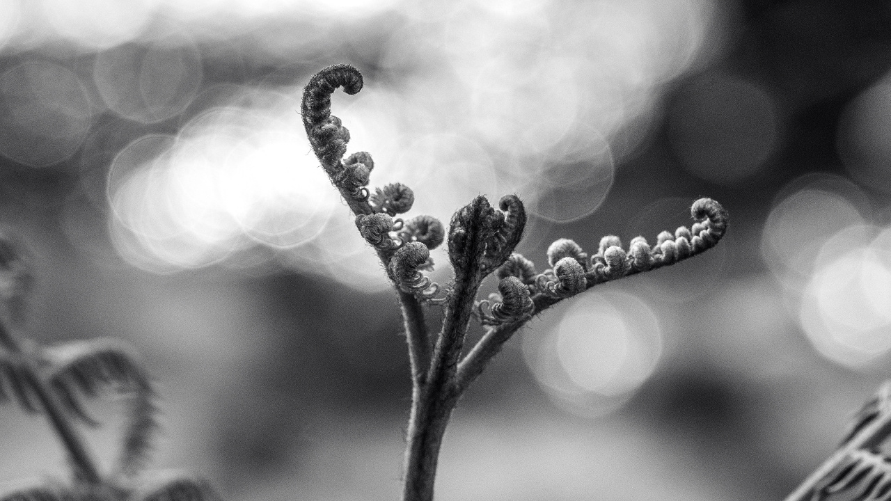 Grayscale Photo of Plant Stem With Water Droplets. Wallpaper in 1280x720 Resolution
