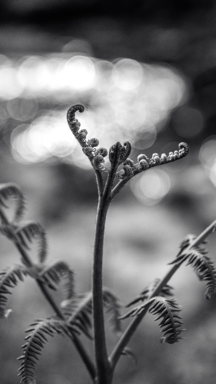 Photo en Niveaux de Gris D'une Tige de Plante Avec Des Gouttelettes D'eau. Wallpaper in 750x1334 Resolution