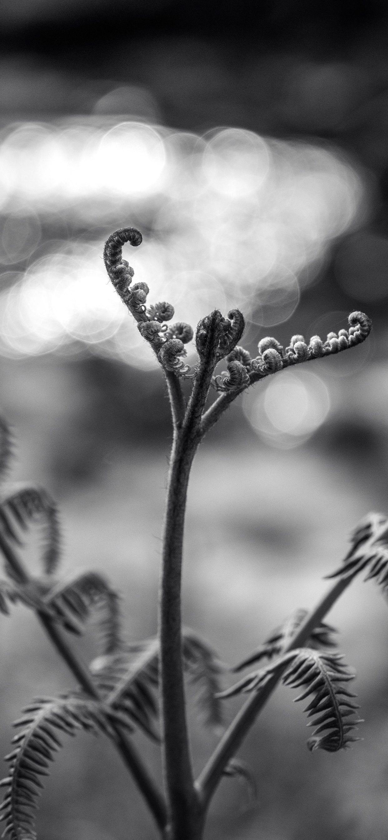 Foto en Escala de Grises Del Tallo de la Planta Con Gotas de Agua. Wallpaper in 1242x2688 Resolution