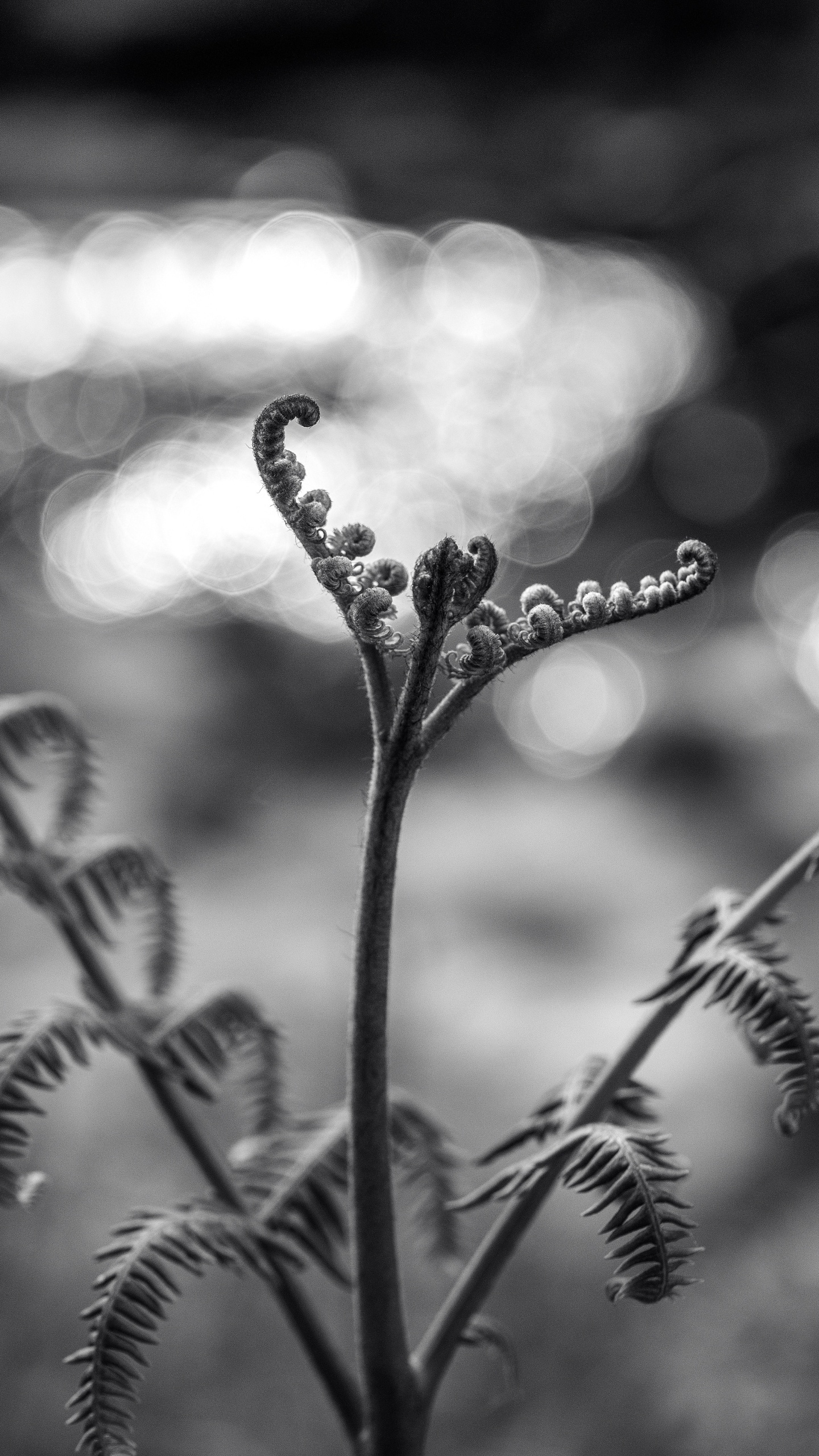 Foto en Escala de Grises Del Tallo de la Planta Con Gotas de Agua. Wallpaper in 1440x2560 Resolution