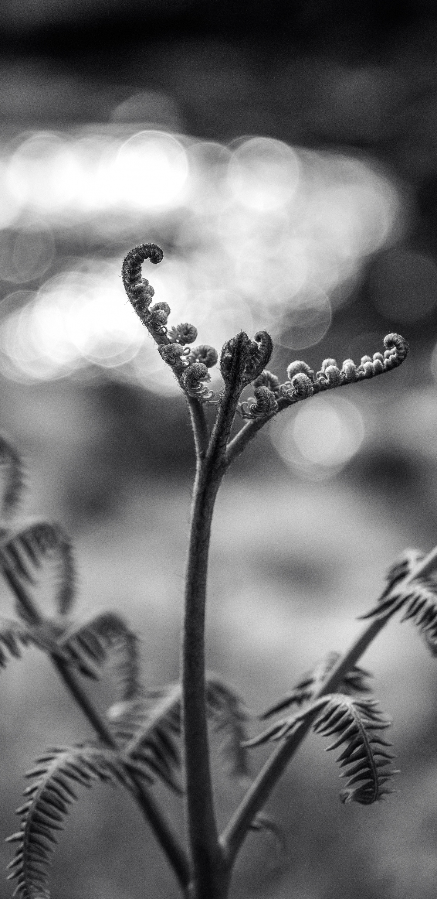 Foto en Escala de Grises Del Tallo de la Planta Con Gotas de Agua. Wallpaper in 1440x2960 Resolution