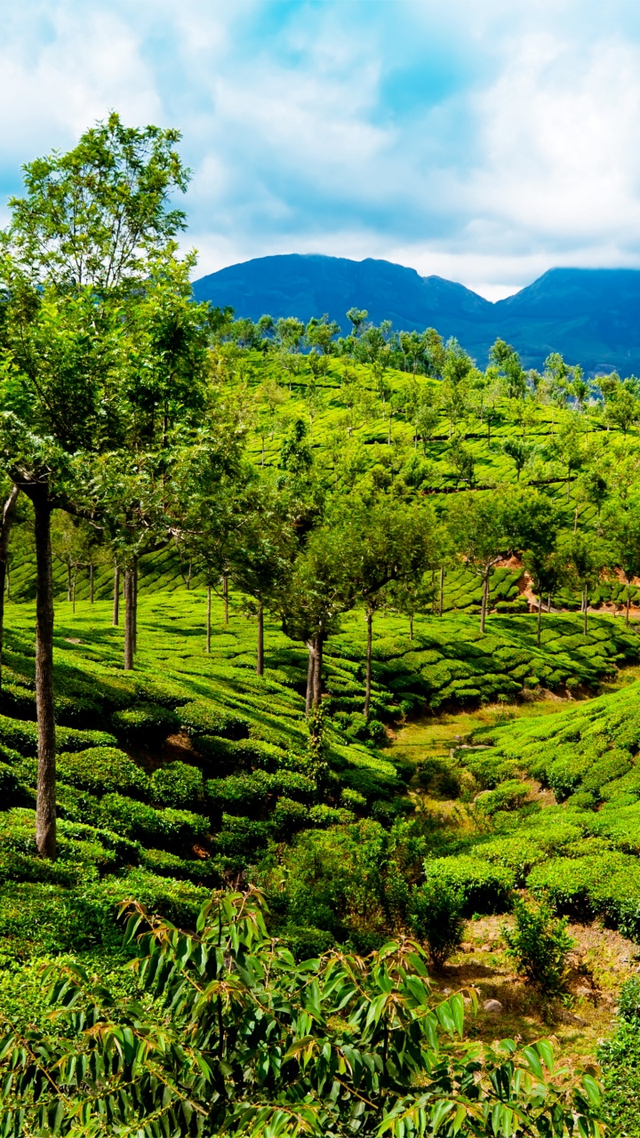 Green Grass Field Under Blue Sky During Daytime. Wallpaper in 720x1280 Resolution