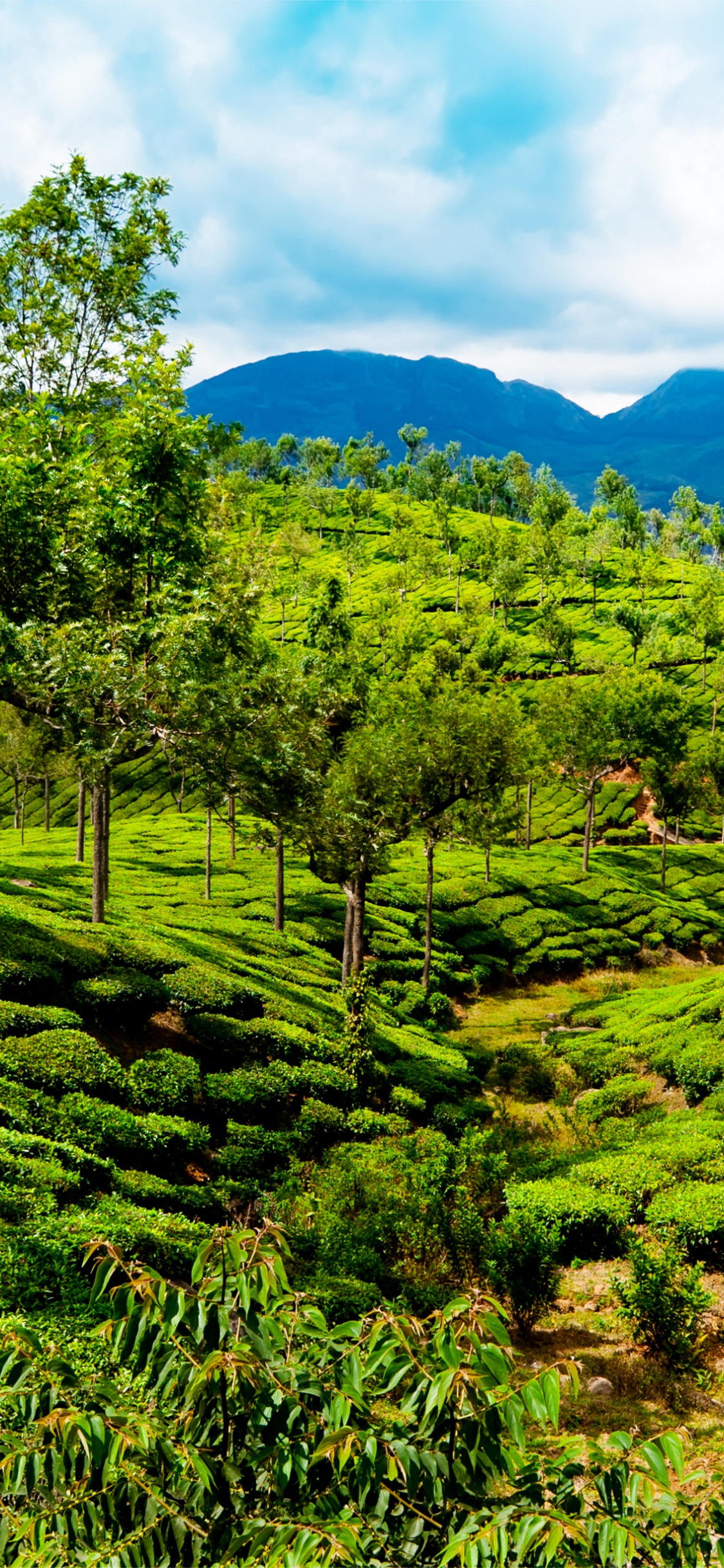 Campo de Hierba Verde Bajo un Cielo Azul Durante el Día. Wallpaper in 1125x2436 Resolution
