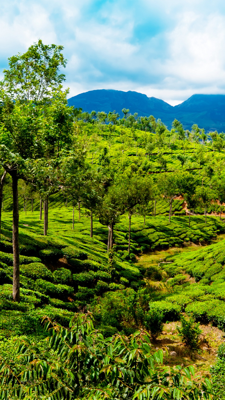 Campo de Hierba Verde Bajo un Cielo Azul Durante el Día. Wallpaper in 750x1334 Resolution