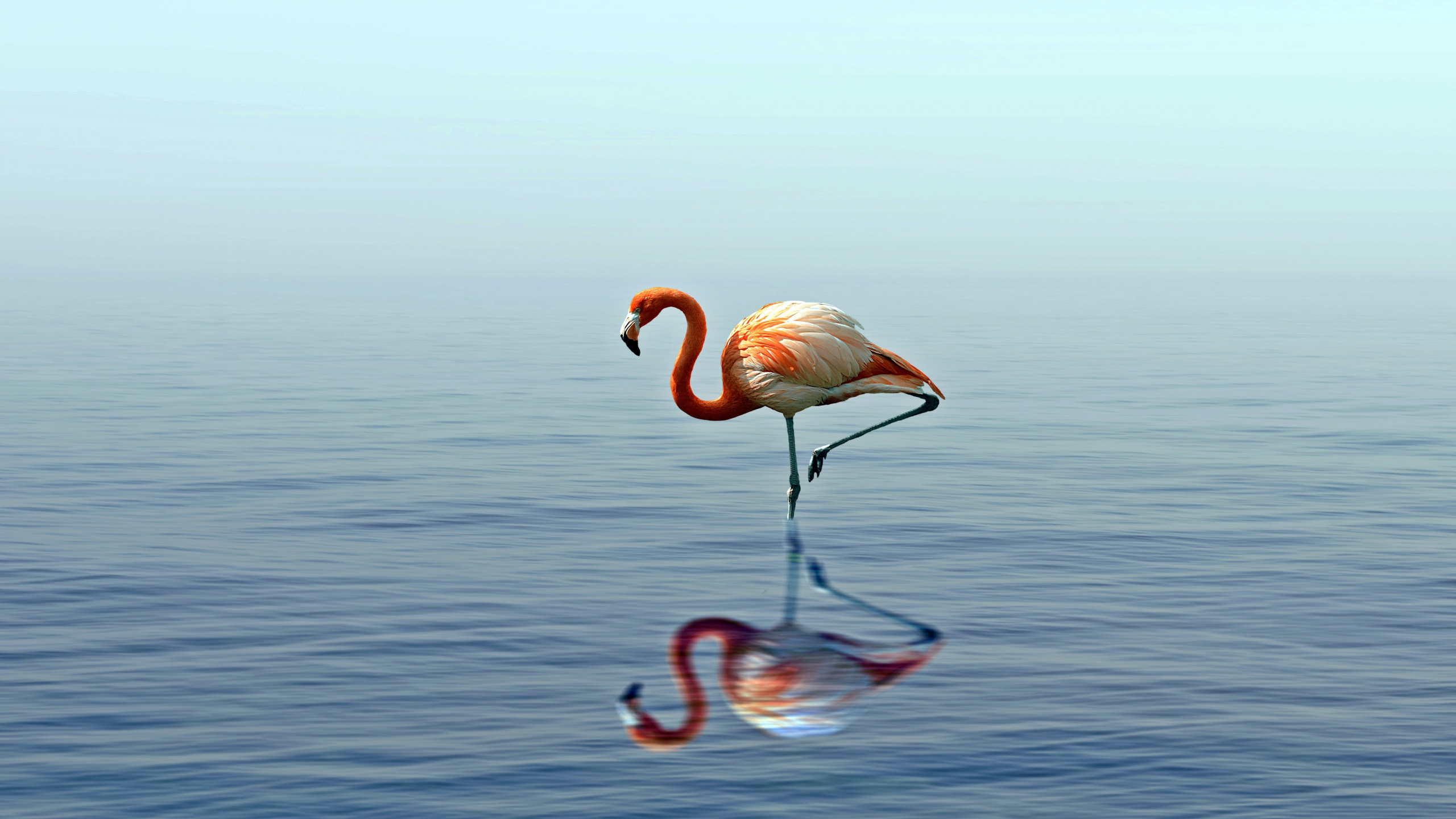 Flamenco Rosado en el Agua Durante el Día. Wallpaper in 2560x1440 Resolution