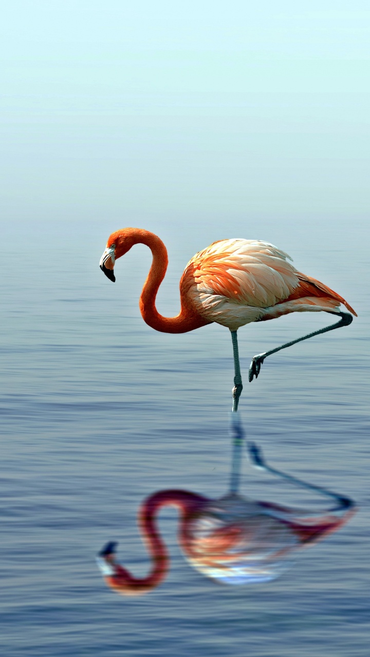 Flamenco Rosado en el Agua Durante el Día. Wallpaper in 720x1280 Resolution