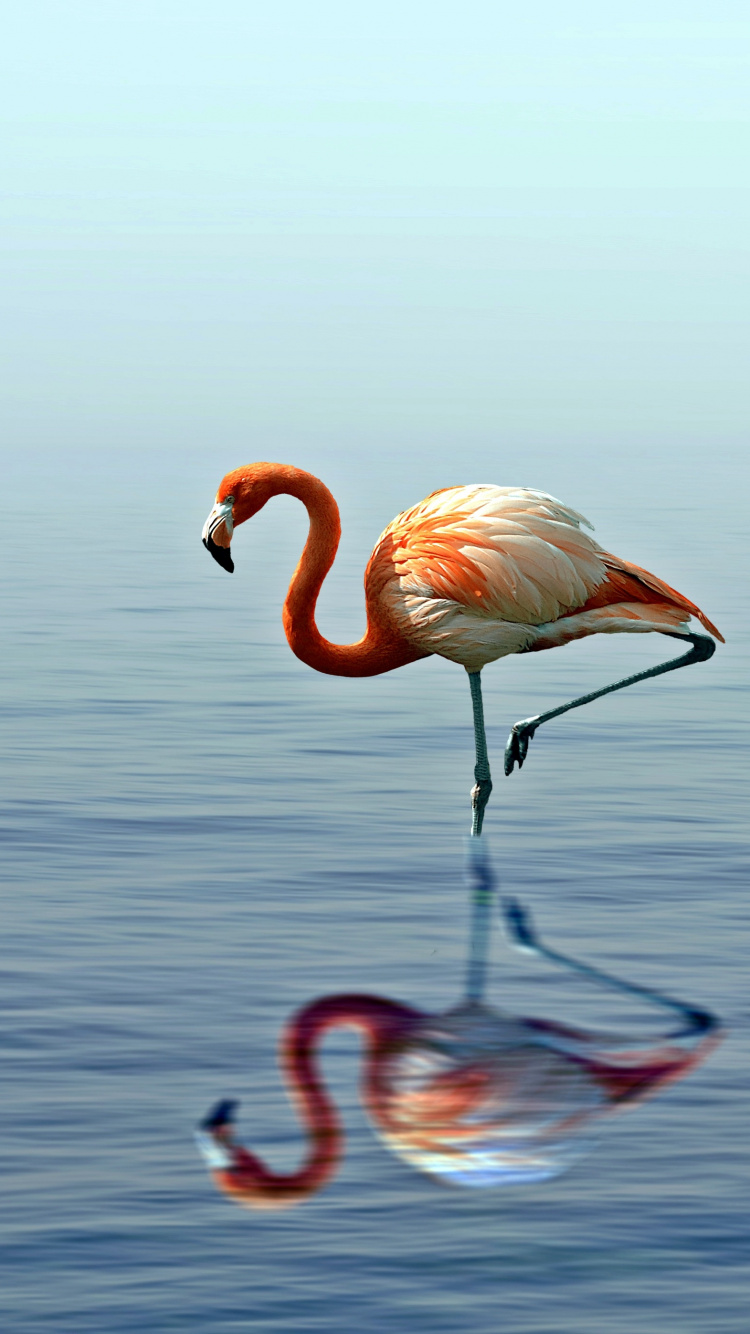 Pink Flamingo on Water During Daytime. Wallpaper in 750x1334 Resolution