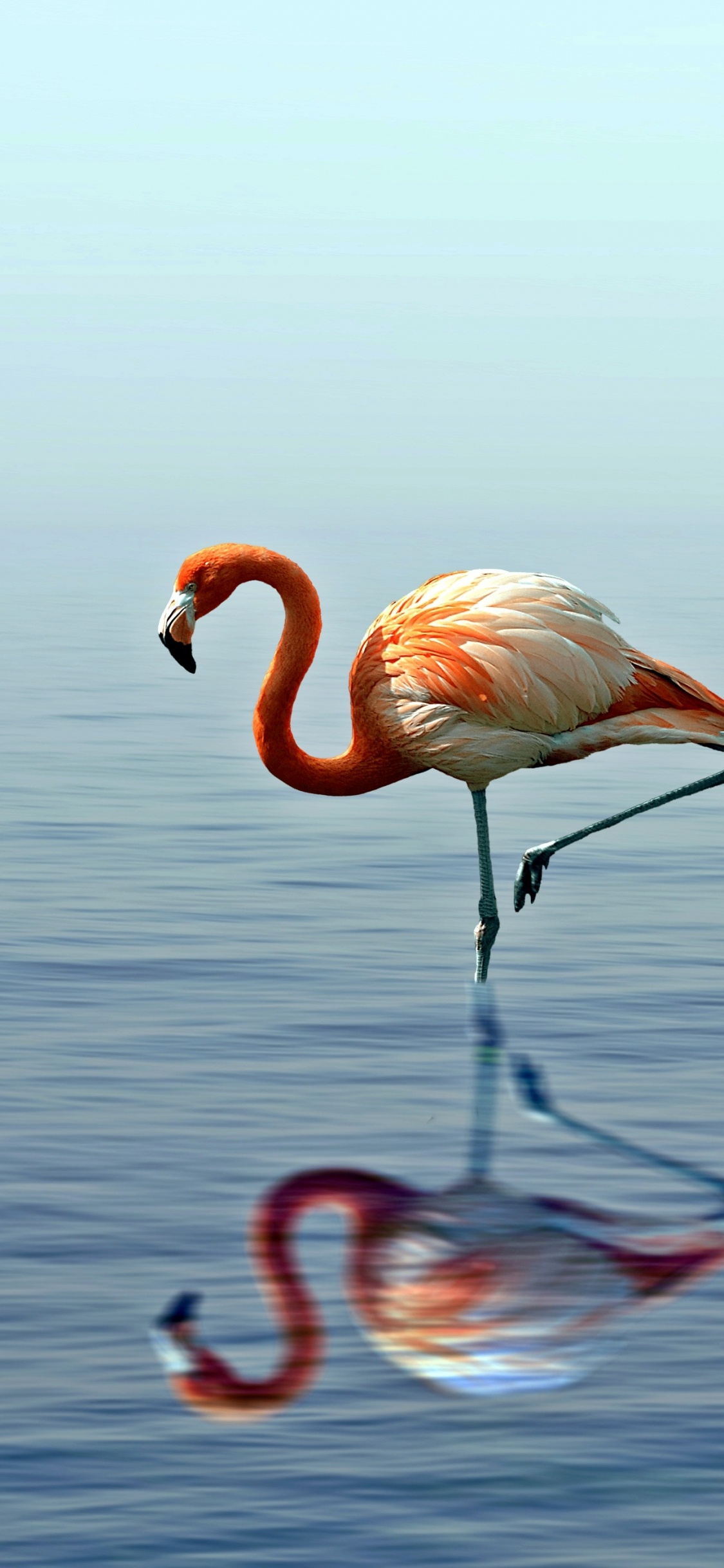 Rosa Flamingo Tagsüber Auf Dem Wasser. Wallpaper in 1125x2436 Resolution