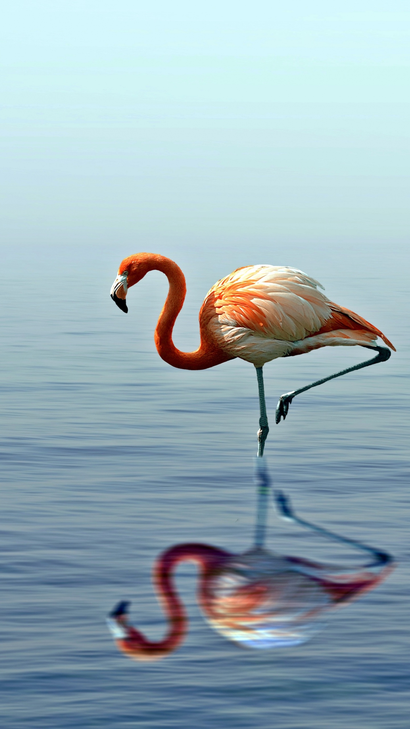 Rosa Flamingo Tagsüber Auf Dem Wasser. Wallpaper in 1440x2560 Resolution