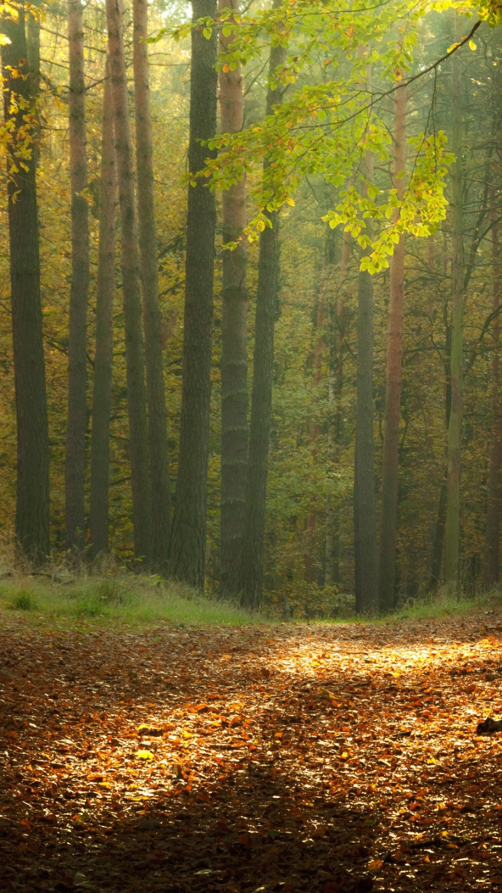 Brown Leaves on Ground Surrounded by Trees. Wallpaper in 720x1280 Resolution