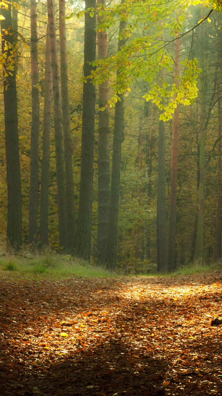 Brown Leaves on Ground Surrounded by Trees. Wallpaper in 750x1334 Resolution