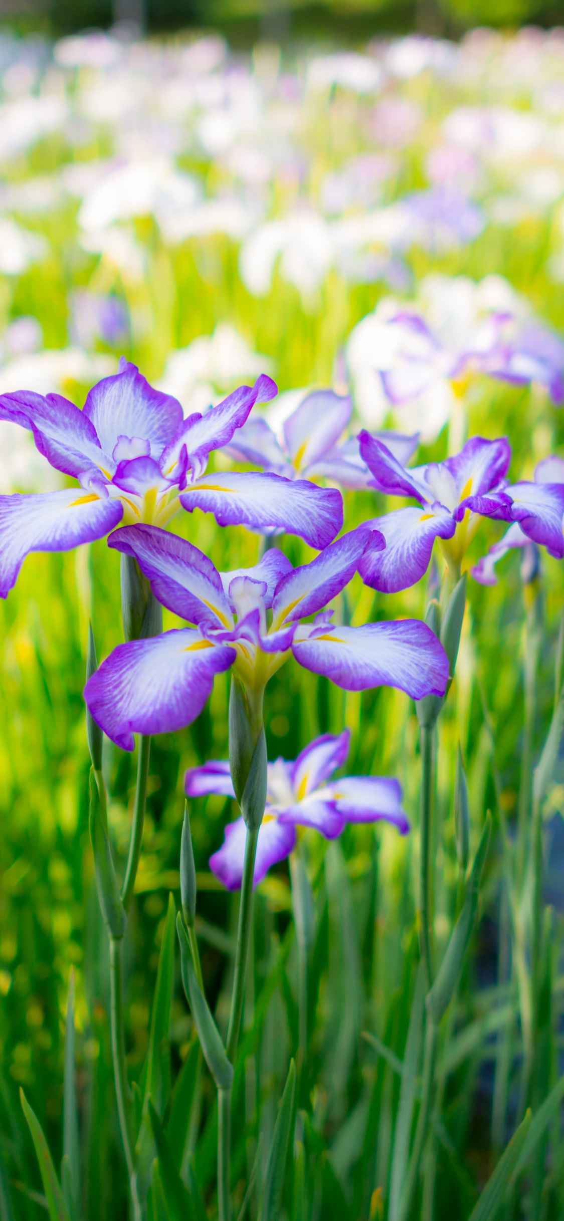 Purple and White Flowers in Tilt Shift Lens. Wallpaper in 1125x2436 Resolution
