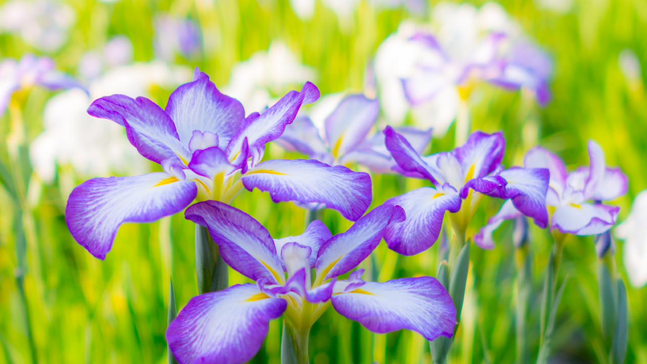 Purple and White Flowers in Tilt Shift Lens. Wallpaper in 1280x720 Resolution