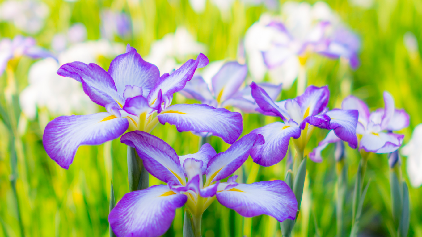 Purple and White Flowers in Tilt Shift Lens. Wallpaper in 1366x768 Resolution