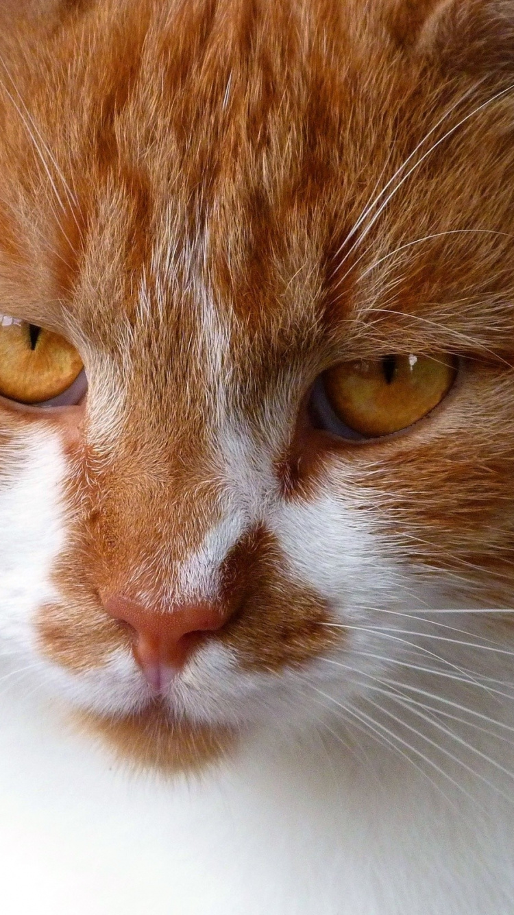 Orange and White Tabby Cat. Wallpaper in 750x1334 Resolution