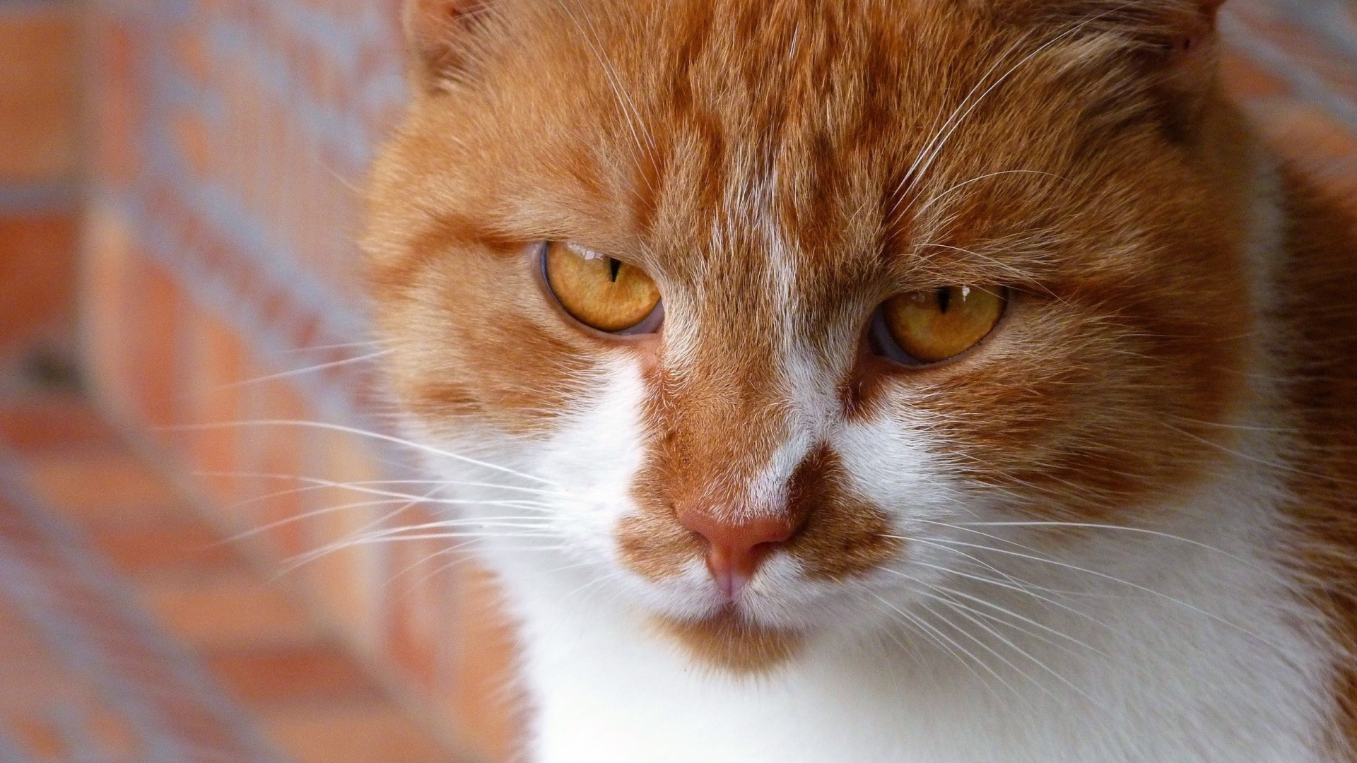 Orange Und Weiß Getigerte Katze. Wallpaper in 1920x1080 Resolution