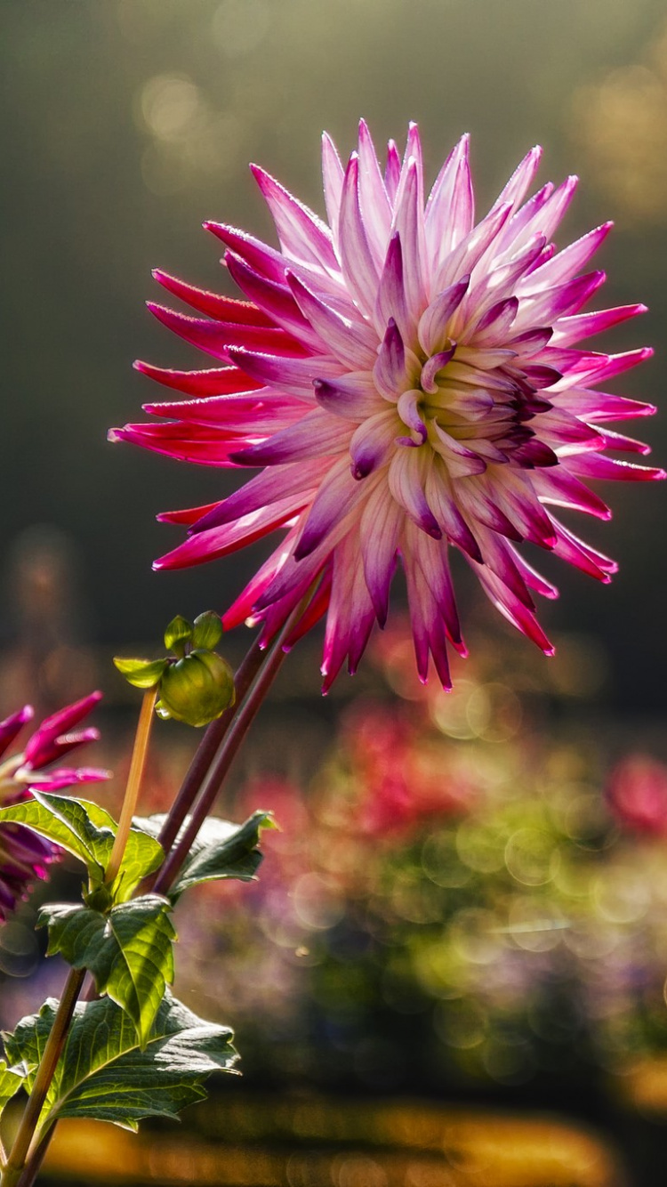 Fleur Pourpre Dans L'objectif à Basculement. Wallpaper in 750x1334 Resolution