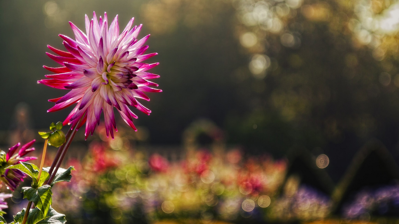 Purple Flower in Tilt Shift Lens. Wallpaper in 1366x768 Resolution