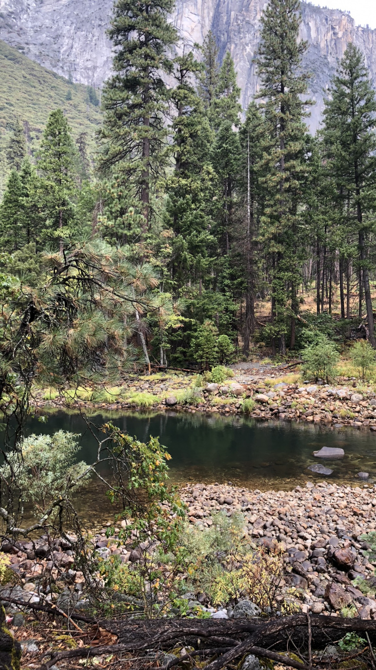 Wilderness, Vegetation, Biome, Temperate Coniferous Forest, Natural Environment. Wallpaper in 750x1334 Resolution