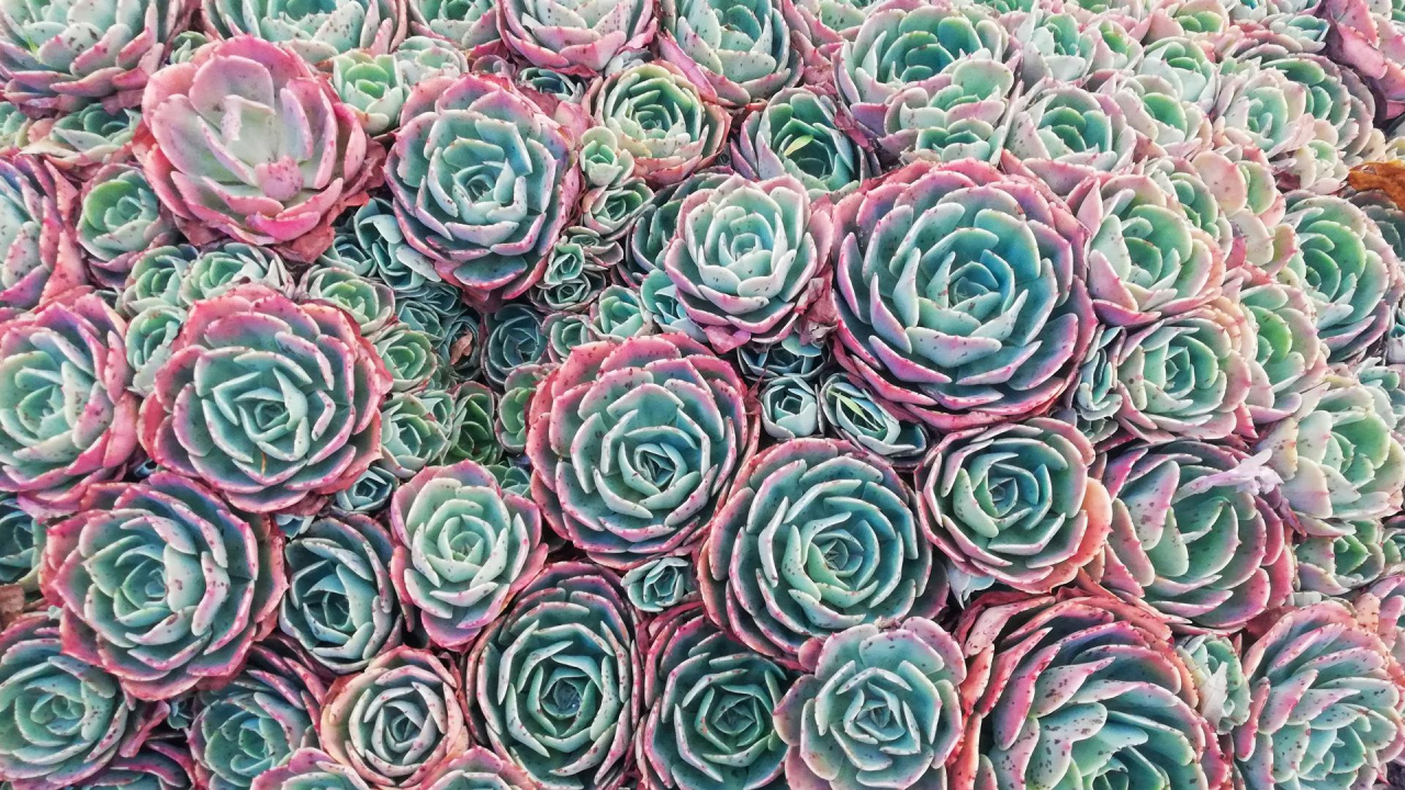 Garden Roses, Flower, Petal, Green, Textile. Wallpaper in 1280x720 Resolution