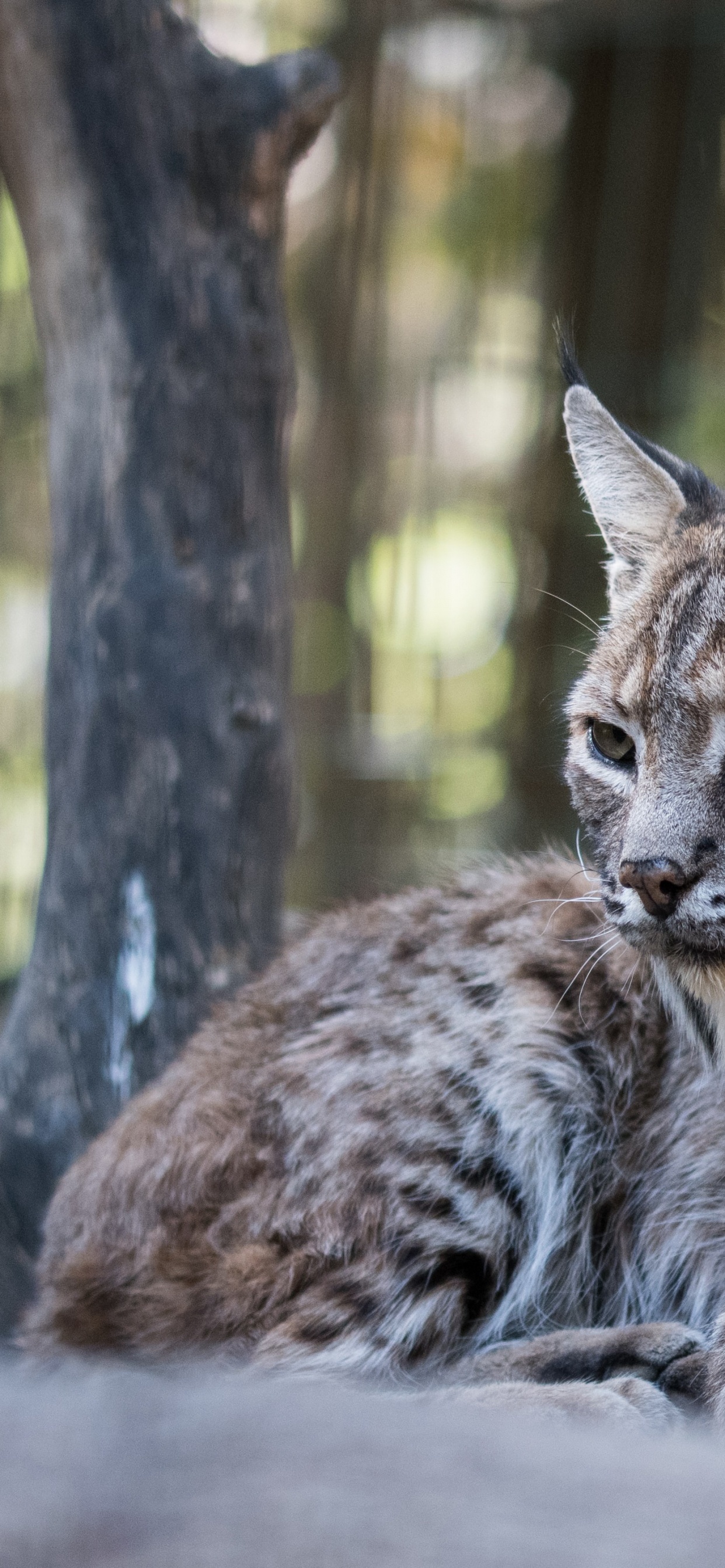 Iberischer Luchs, Felidae, Kleine Bis Mittelgroße Katzen, Carnivore, Baum. Wallpaper in 1242x2688 Resolution