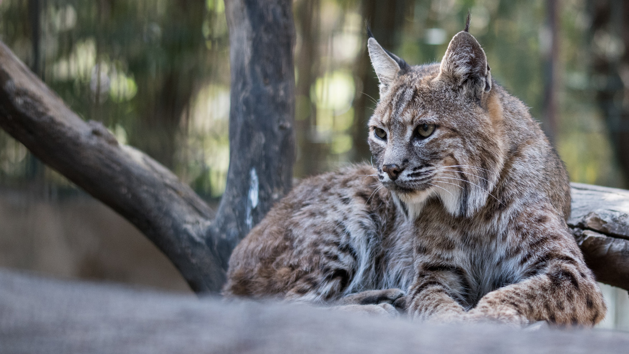 Lince Iberico, Felidae, de Tamaño Pequeño a Mediano Gatos, Carnívoro, Lince. Wallpaper in 1280x720 Resolution