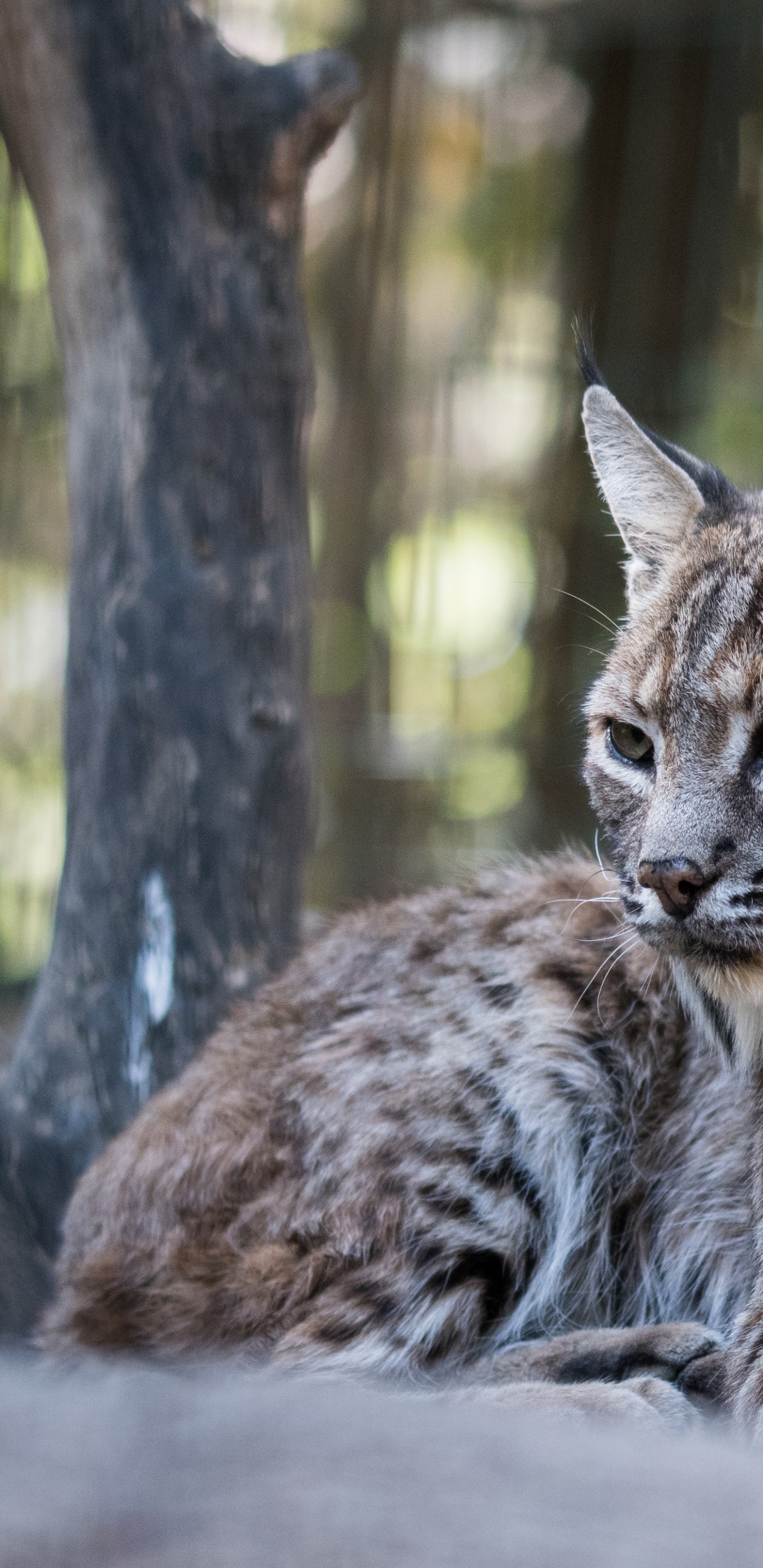 Lynx Iberique, Felidae, Les Petites et Moyennes Chats, Carnivores, Lynx. Wallpaper in 1440x2960 Resolution