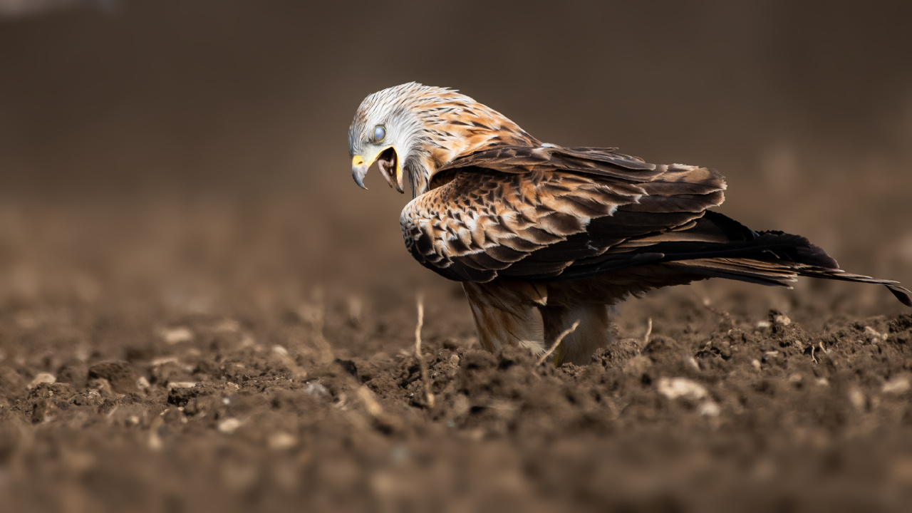 Brown and White Eagle on Brown Ground. Wallpaper in 1280x720 Resolution