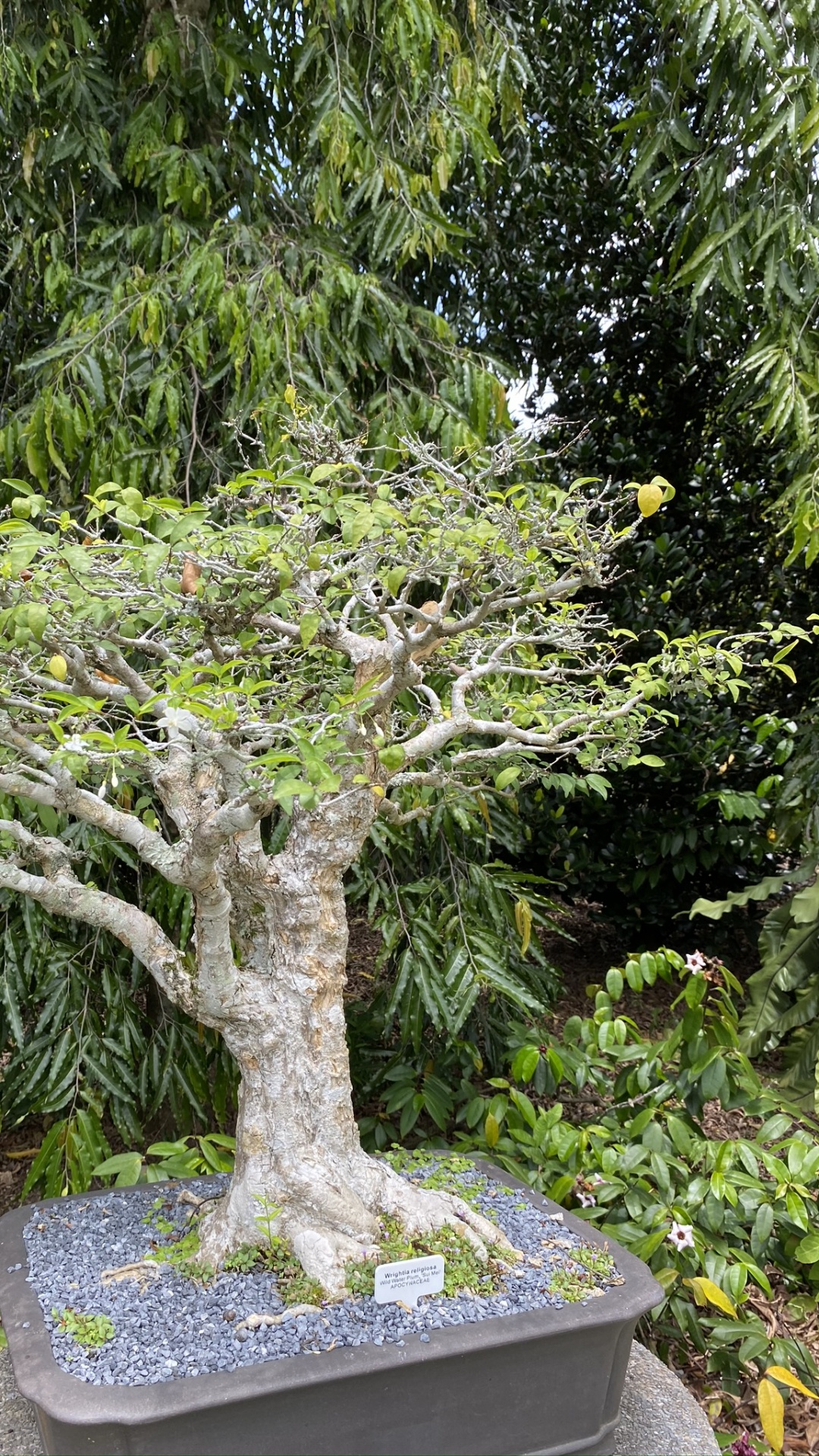 Tree, Bonsai, Botany, Trunk, Shrub. Wallpaper in 1080x1920 Resolution