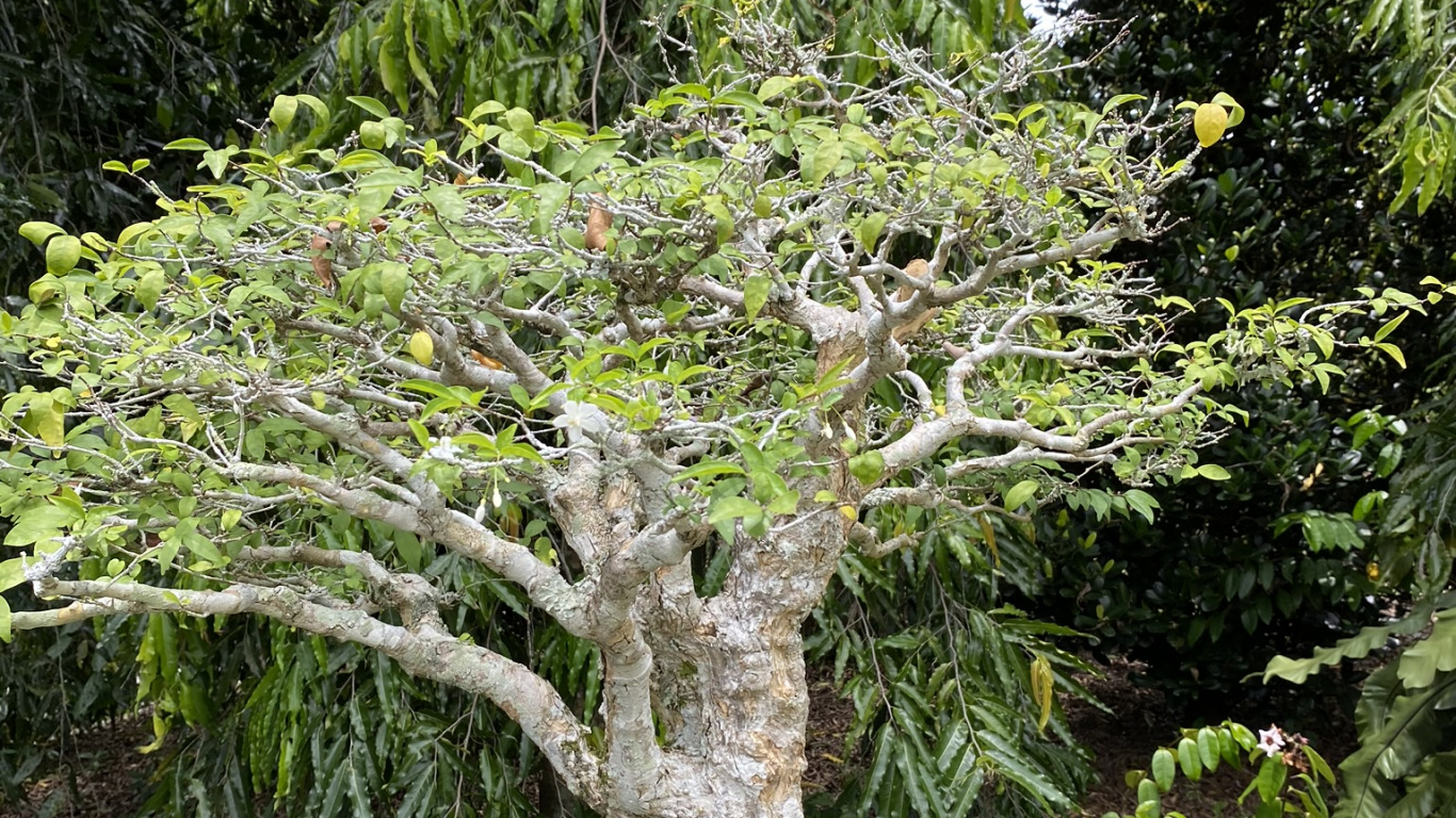 Tree, Bonsai, Botany, Trunk, Shrub. Wallpaper in 1366x768 Resolution
