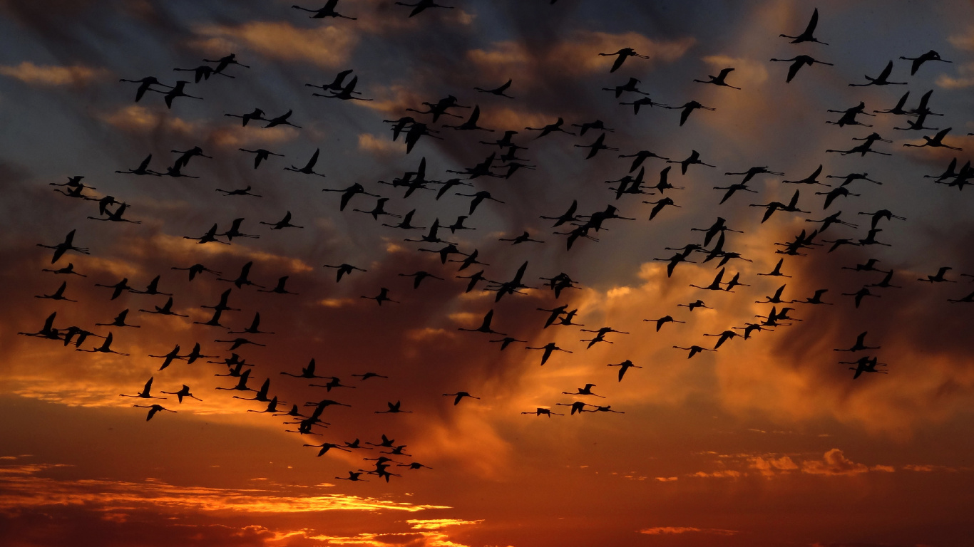 Silhouette of Flock of Birds Flying During Sunset. Wallpaper in 1366x768 Resolution