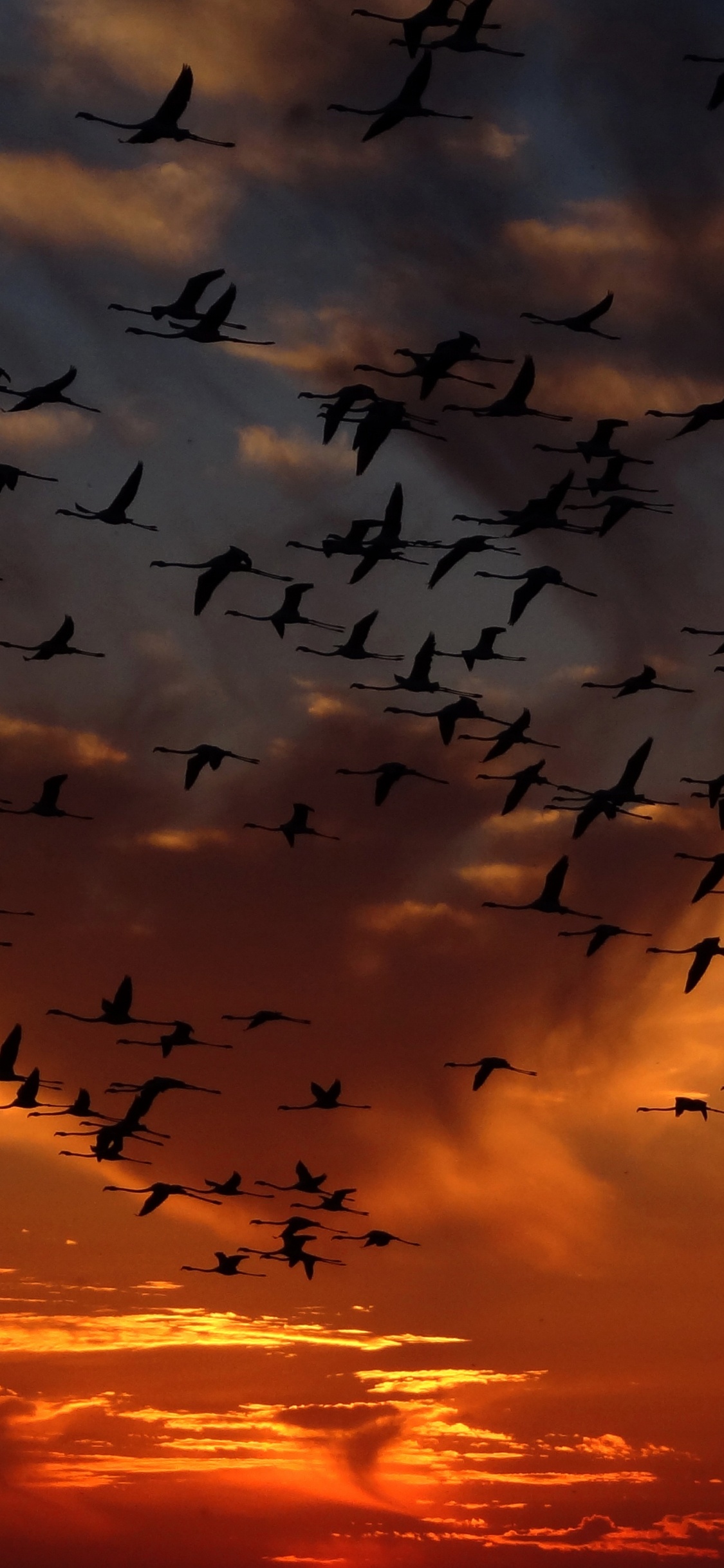 Silhouette Eines Vogelschwarms, Der Bei Sonnenuntergang Fliegt. Wallpaper in 1125x2436 Resolution