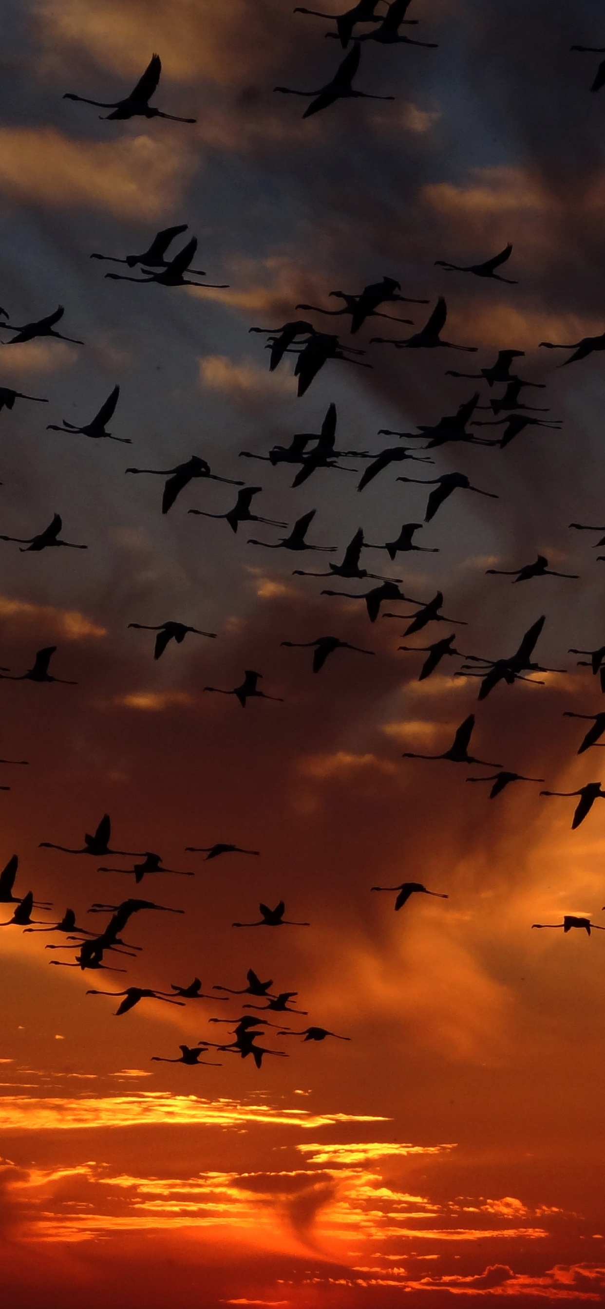 Silhouette Eines Vogelschwarms, Der Bei Sonnenuntergang Fliegt. Wallpaper in 1242x2688 Resolution