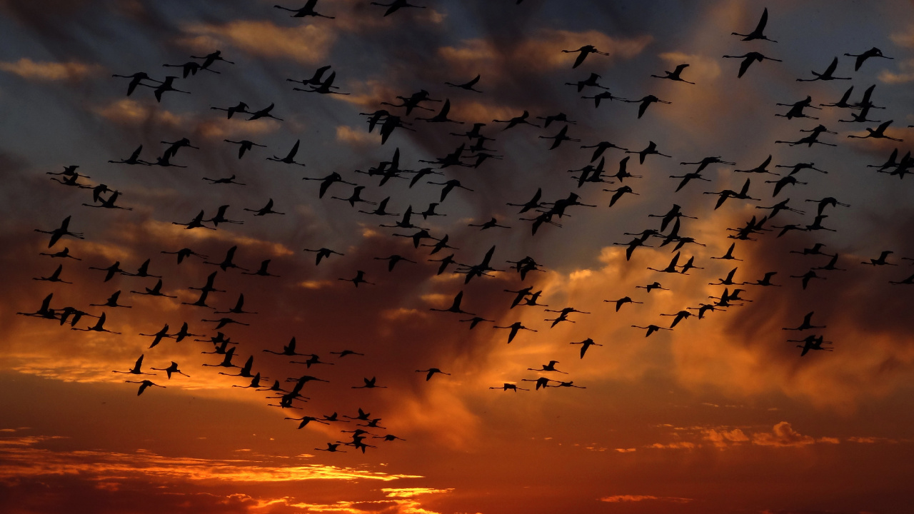 Silhouette Eines Vogelschwarms, Der Bei Sonnenuntergang Fliegt. Wallpaper in 1280x720 Resolution