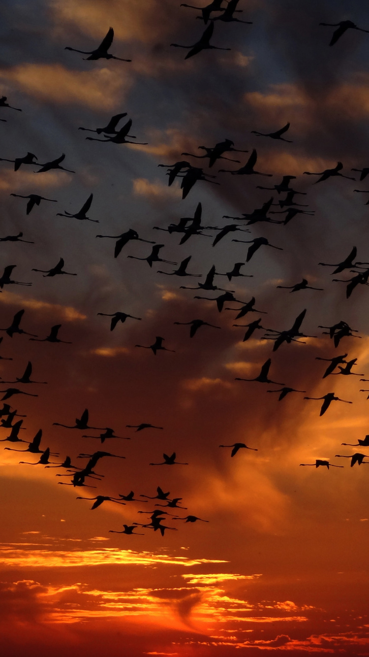 Silhouette de Volée D'oiseaux Volant Pendant le Coucher du Soleil. Wallpaper in 750x1334 Resolution