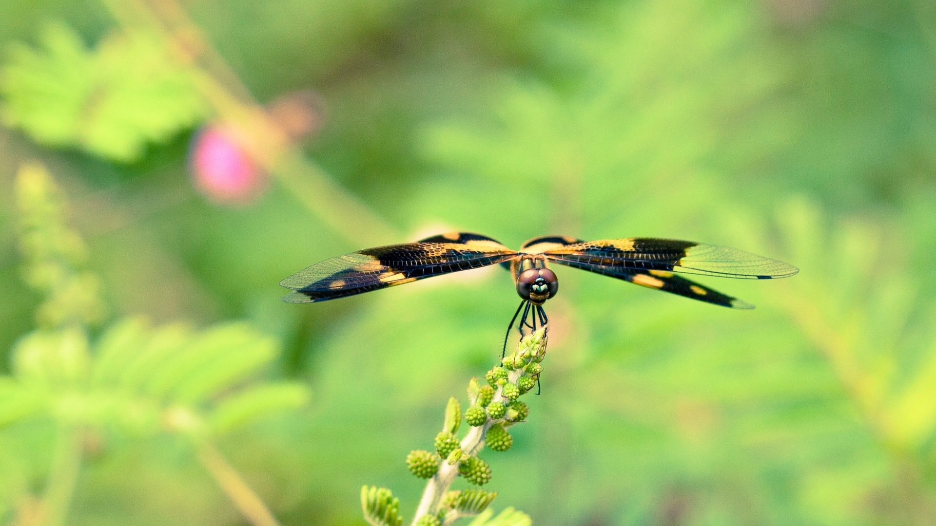 Yellow and Black Insect on Purple Flower. Wallpaper in 1920x1080 Resolution