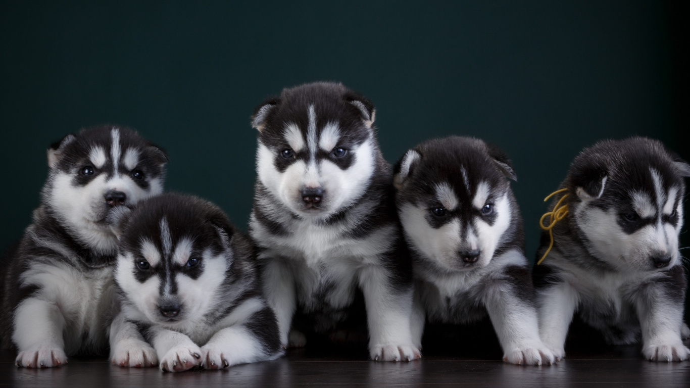 Black and White Siberian Husky Puppy. Wallpaper in 1366x768 Resolution