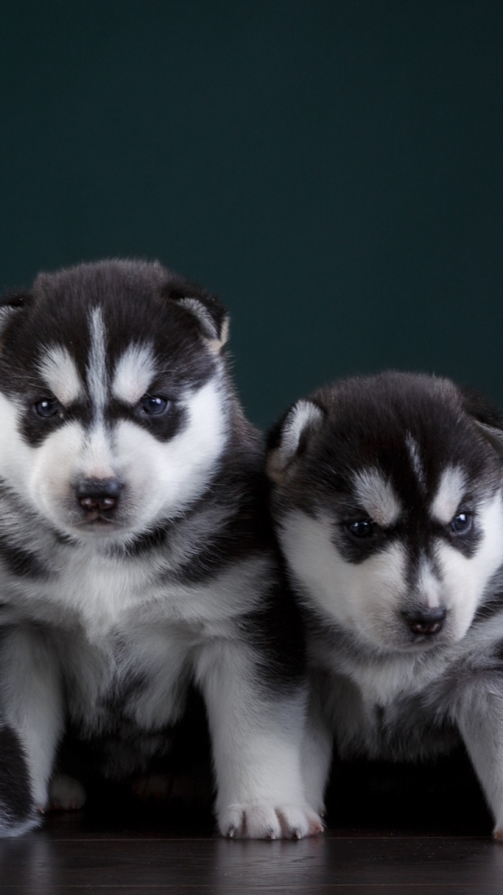 Black and White Siberian Husky Puppy. Wallpaper in 720x1280 Resolution