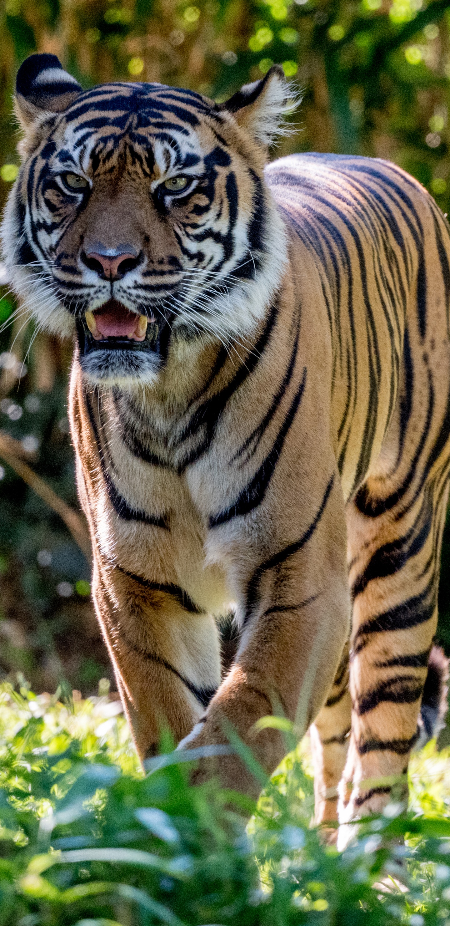 Fauna, Leones, Gato, Los Carnívoros, Tigre de Bengala. Wallpaper in 1440x2960 Resolution